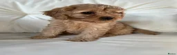 Cavapoo dogs for sale: F1 Cavapoos - Advert 8
