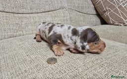 Miniature Dachshund dogs for sale: Miniature dachshund Puppies  - Advert 11