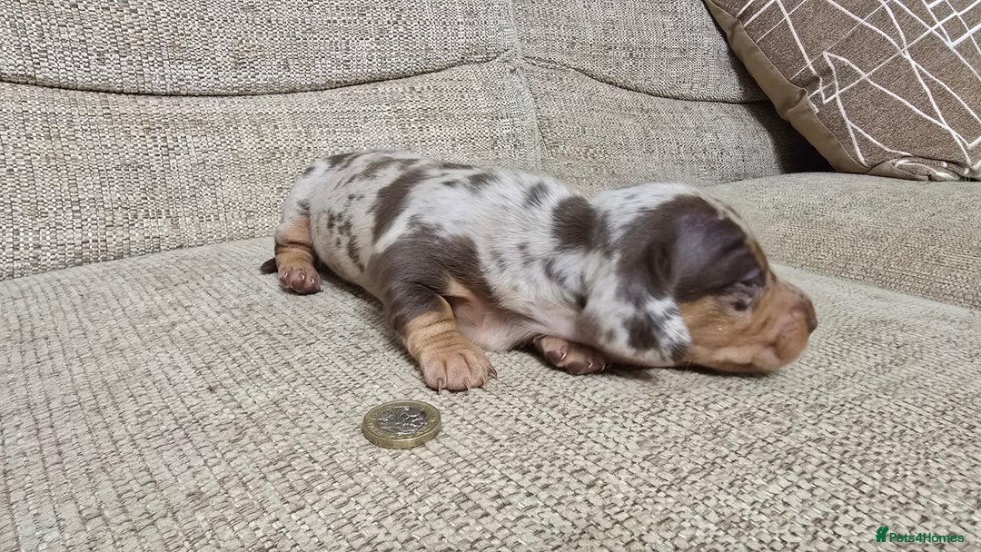 Miniature Dachshund dogs for sale: Miniature dachshund Puppies  - Advert 11