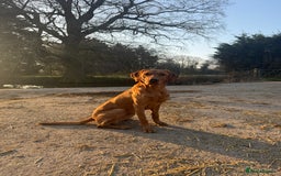 Labrador Retriever dogs for stud: Working KC reg Fox Red Labrador Retriever For Stud in Chelmsford - Image 1