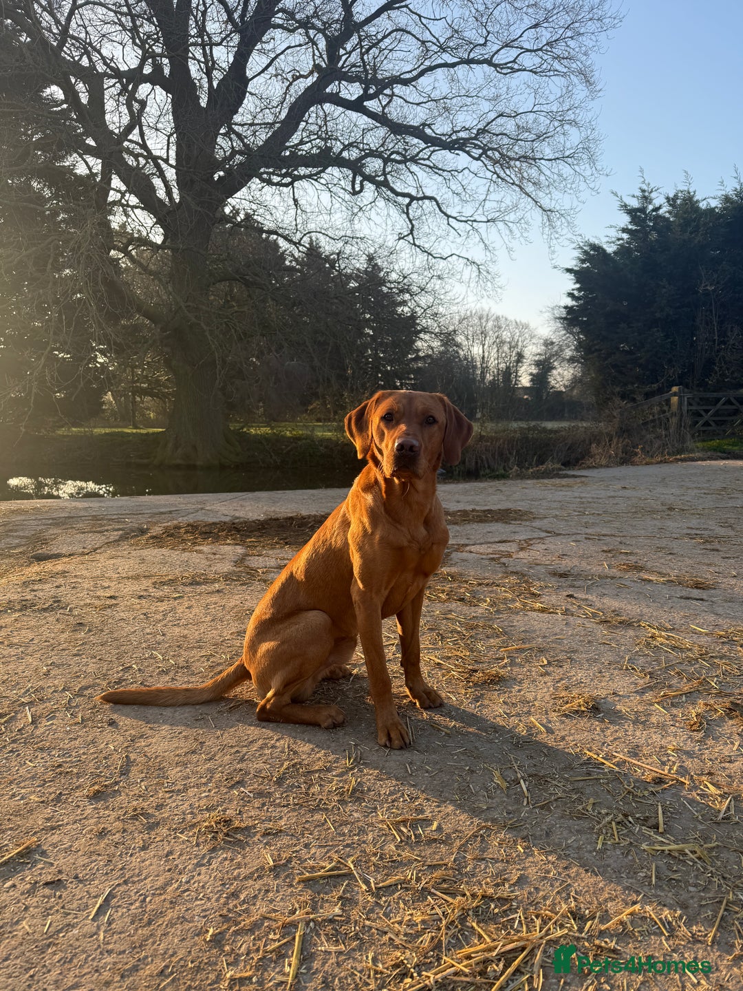 Labrador Retriever dogs for stud: Working KC reg Fox Red Labrador Retriever For Stud in Chelmsford - Image 1