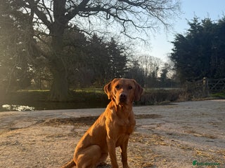 Labrador Retriever dogs in Chelmsford - Advert 26