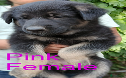 German Shepherd dogs for sale: Big Boned Chunky German Shepherd Puppies - Image 7