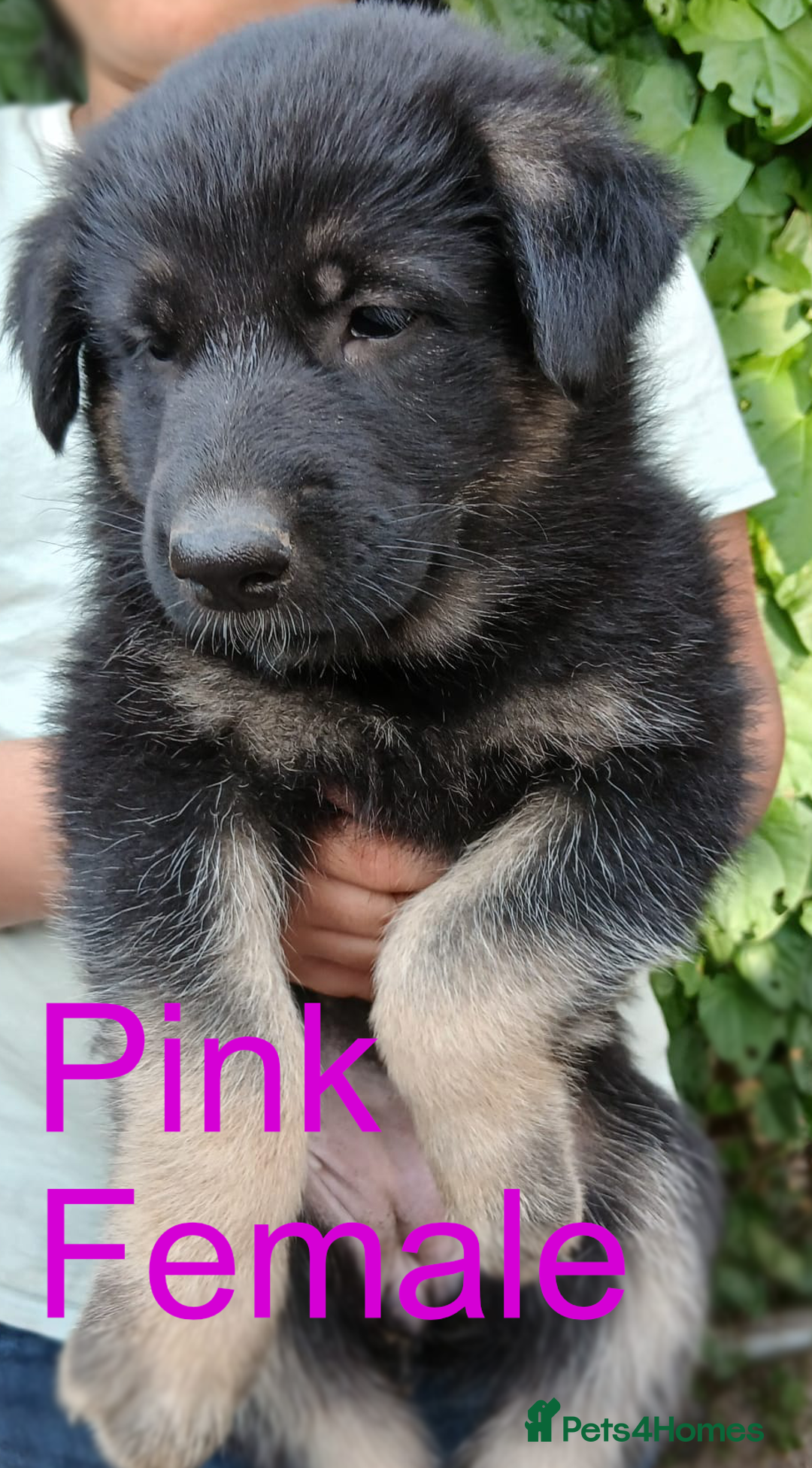German Shepherd dogs for sale: Big Boned Chunky German Shepherd Puppies - Image 7