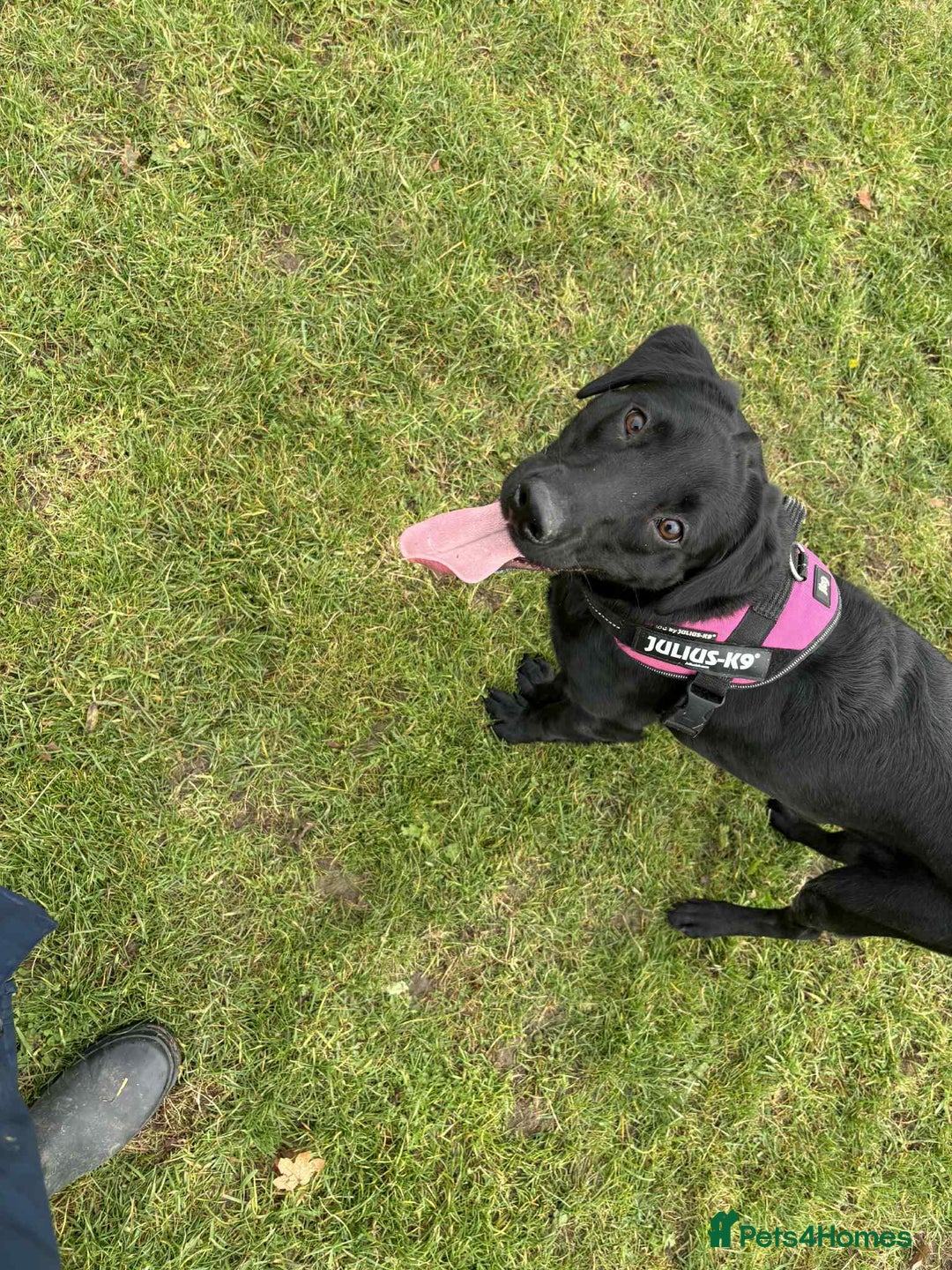 Labrador Retriever dogs for sale: labrador retriever - Advert 8