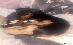 Miniature Dachshund dogs for sale: Miniature Dashunds 3 left  - Image 4