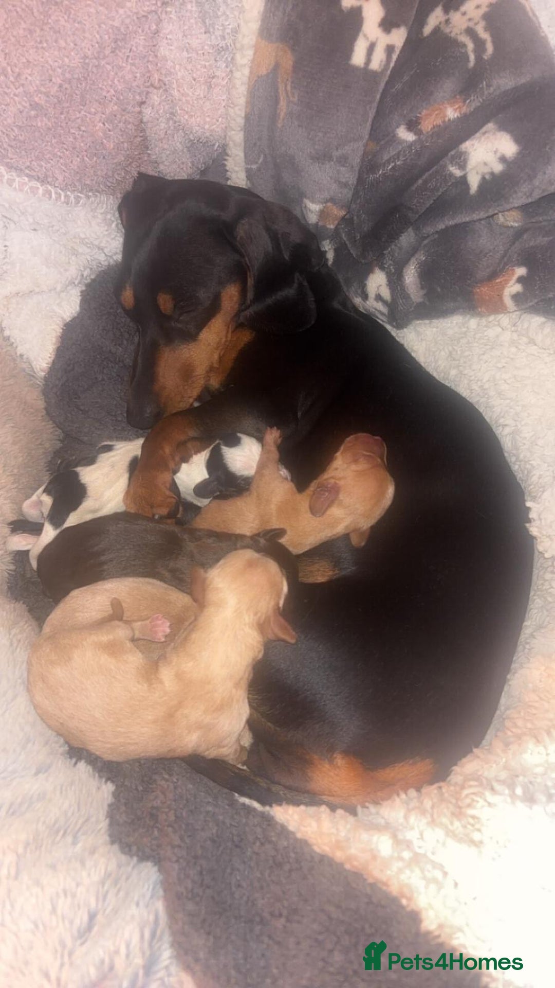 Miniature Dachshund dogs for sale: Miniature Dashunds 3 left  - Image 4