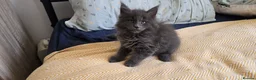 Maine Coon cats for sale: Maine Coon Kitten ready - Advert 23