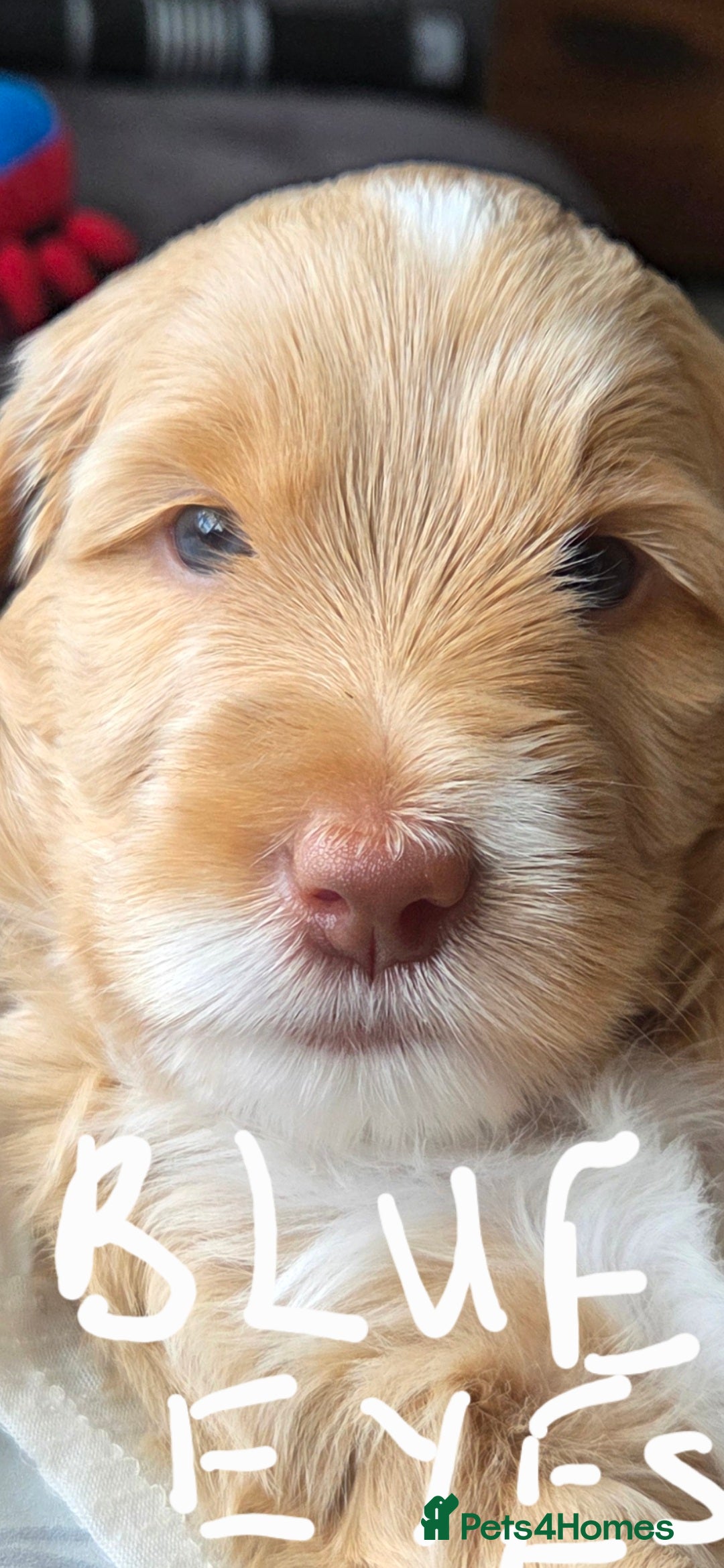 Australian Labradoodle dogs for sale: Australian Labradoodle Puppies  - Image 29