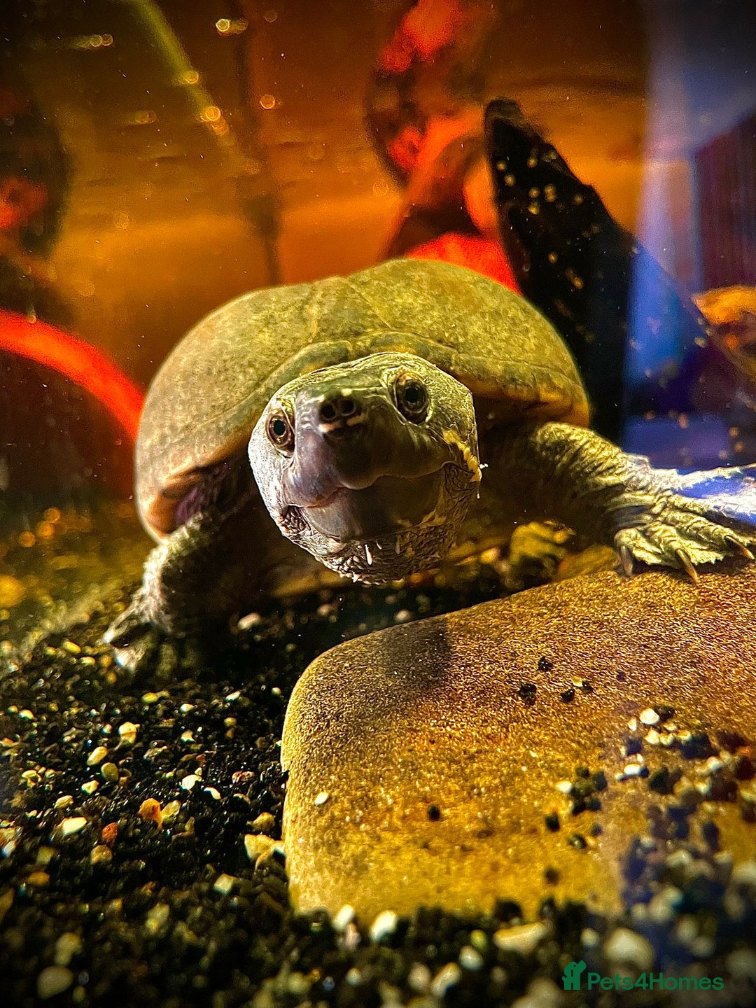 Turtle reptiles for sale: Adult Female Musk Turtle Friendly & Healthy - Advert 1