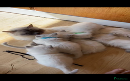 Ragdoll cats for sale: Rare Mink and blue mitted Ragdoll kittens  - Image 6
