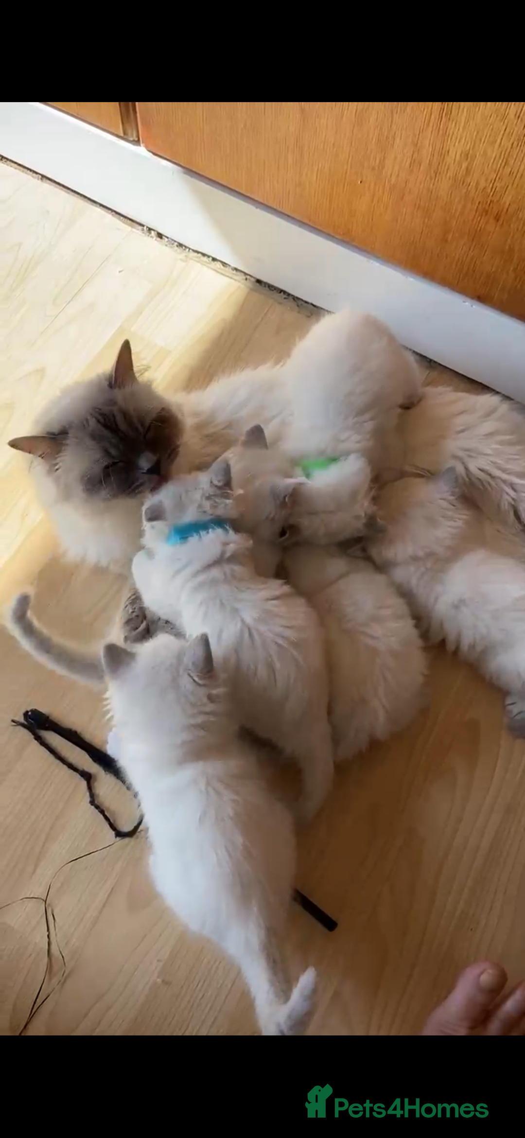 Ragdoll cats for sale: Rare Mink and blue mitted Ragdoll kittens  - Image 6