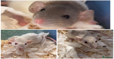 Rat rodents - Advert 2