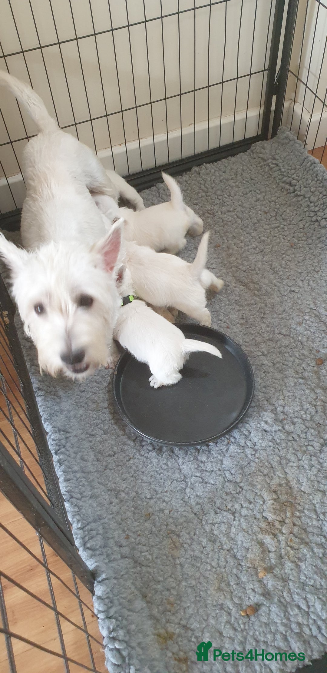 West Highland Terrier dogs for sale: FifeWesties  - Image 1
