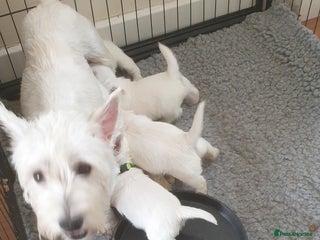West Highland Terrier dogs - Advert 19