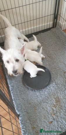 West Highland Terrier dogs - Advert 1