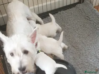 West Highland Terrier dogs FifeWesties - Advert 11