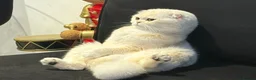 Scottish Fold cats for sale: Scottish fold female 3 years old  in Ipswich - Advert 2