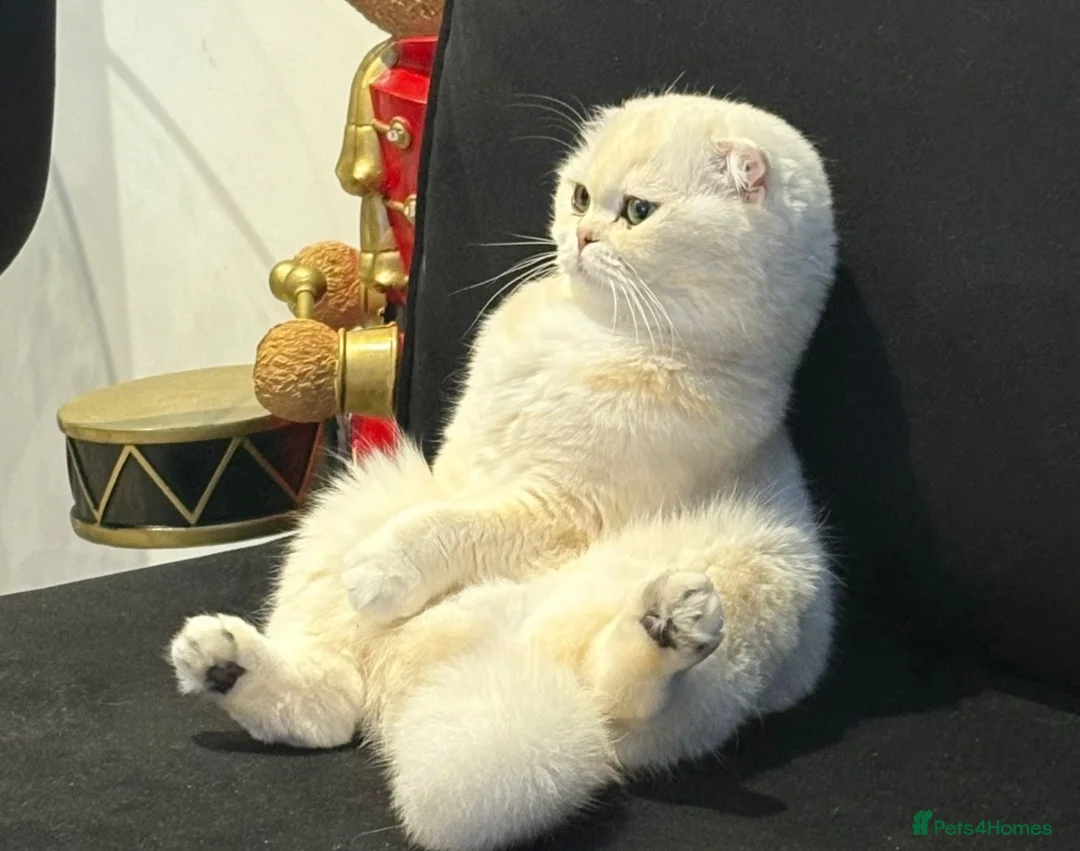 Scottish Fold cats for sale: Scottish fold female 3 years old  in Ipswich - Advert 2