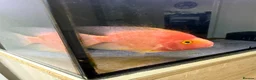 Loaches fish for sale: XL Clown Loach & XL parrot Cichlid in Slough - Advert 3
