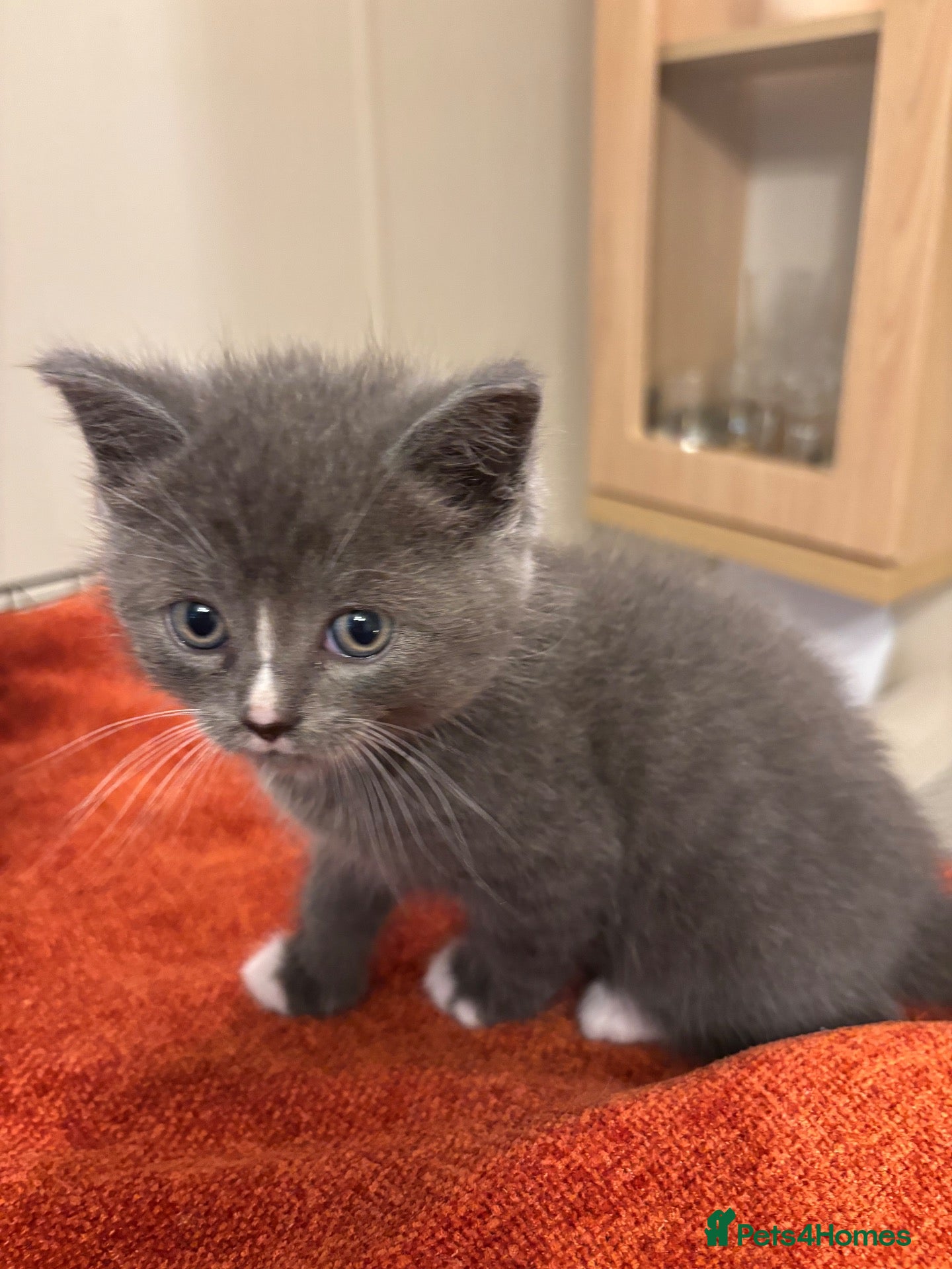 British Shorthair cats for sale: Grey British short hair beautiful kittens - Advert 6