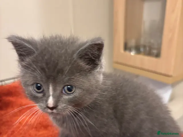 British Shorthair cats for sale: Grey British short hair beautiful kittens - Advert 6