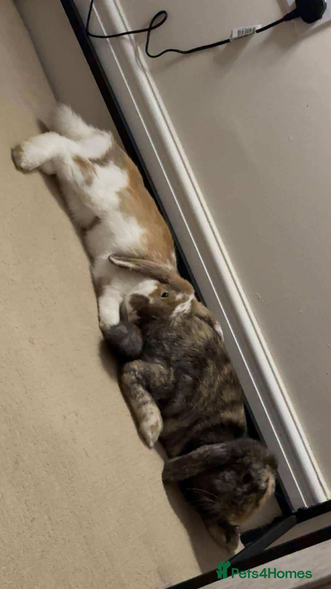 Mini Lop rabbits for sale: Female and male bonded rabbits for sale - Image 6