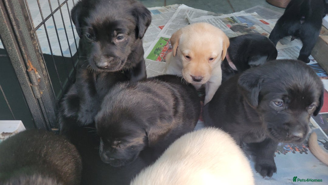 Labrador Retriever dogs for sale: Family bred Labrador puppies - Image 20