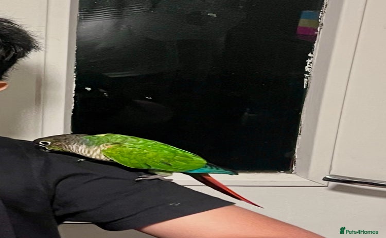 Conures birds - Advert 1