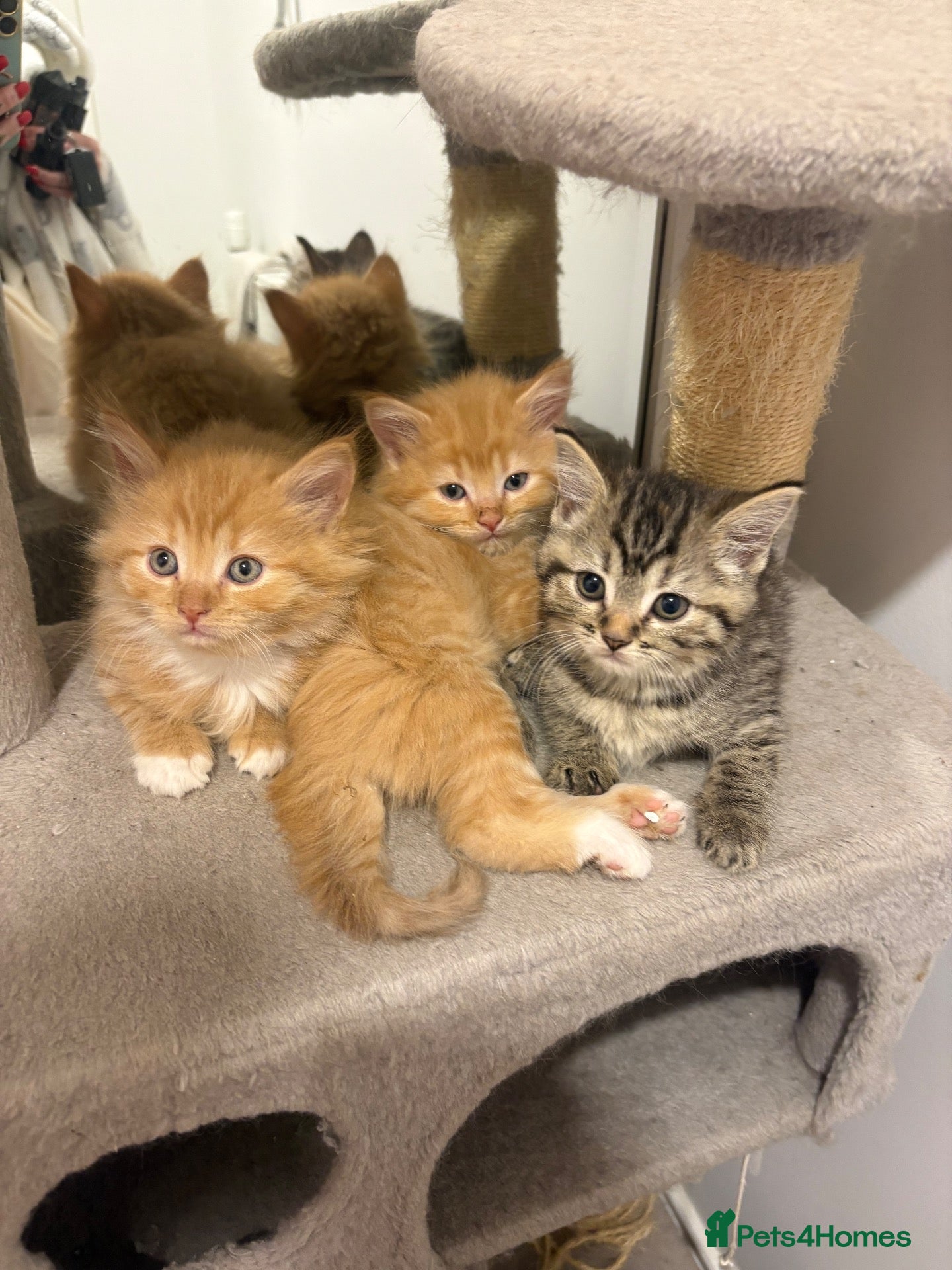 Mixed Breed cats Gorgeous British short hair cross kittens  - Advert 5