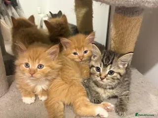 Mixed Breed cats Gorgeous British short hair cross kittens - Advert 5