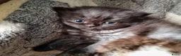 British Shorthair cats for sale: Beautiful kitten's  - Advert 3