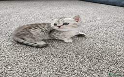 Scottish Fold cats for sale: Adorable Scottish fold Straight Ears Kittens  - Image 4