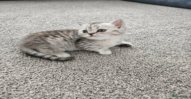 Scottish Fold cats - Advert 3