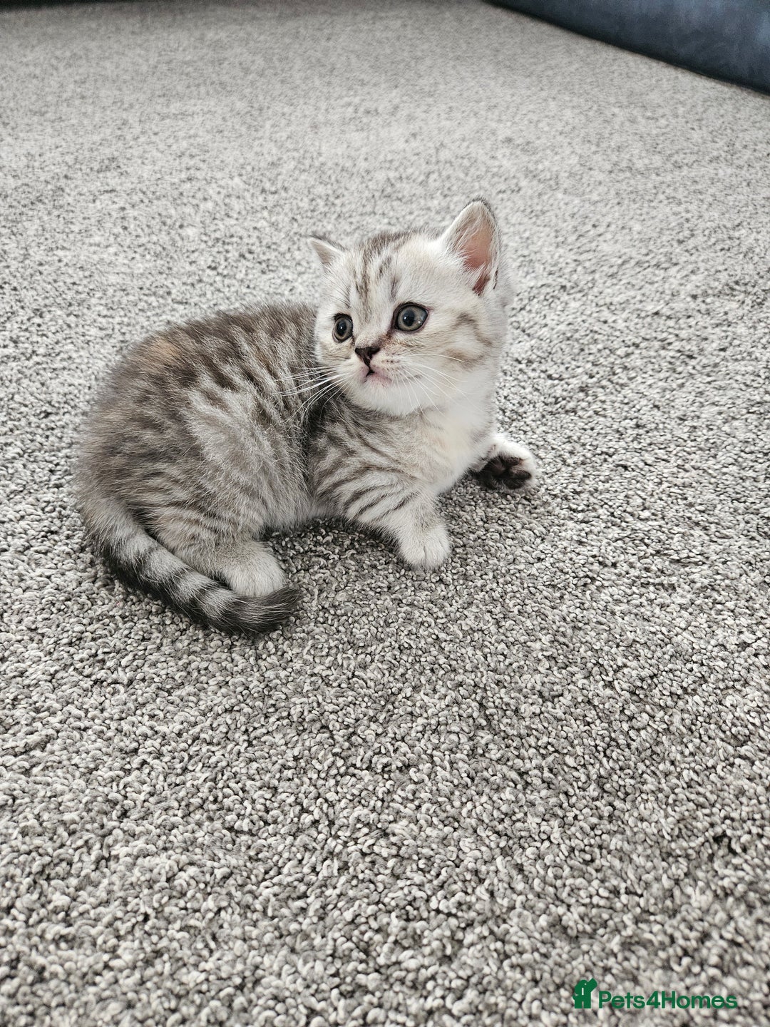 Scottish Fold cats for sale: Adorable Scottish fold Straight Ears Kittens  - Image 4