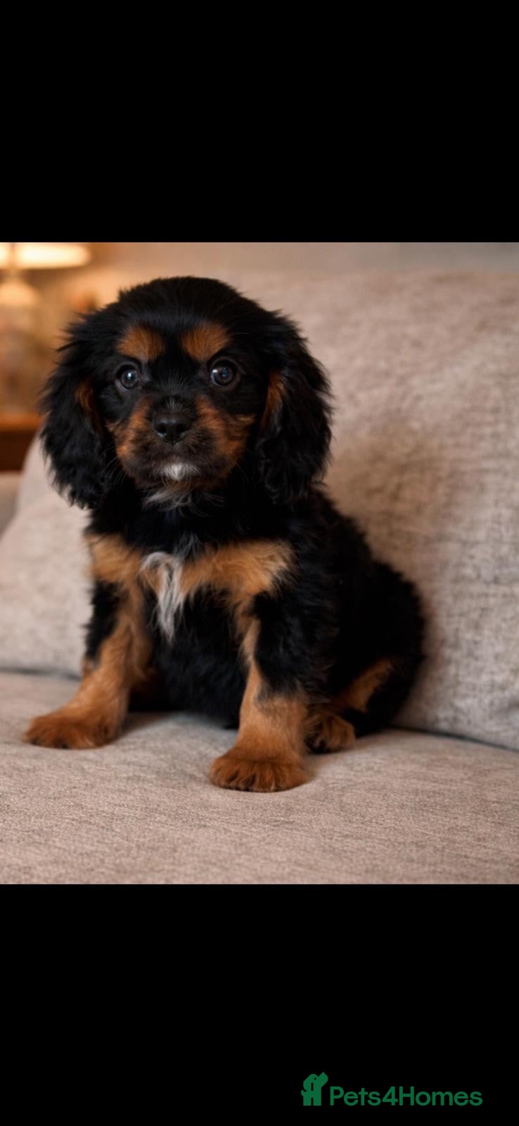 Cavalier King Charles Spaniel dogs Cavalier King Charles spaniel puppies - Advert 1