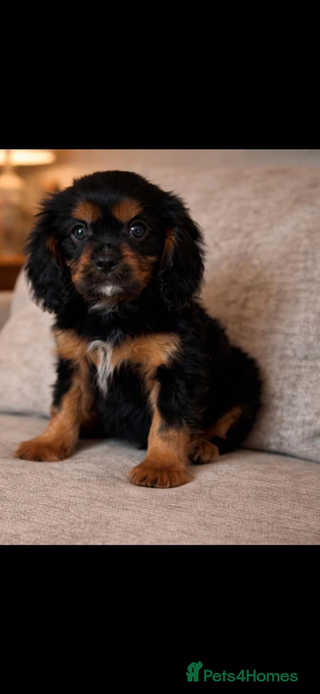 Cavalier King Charles Spaniel dogs for sale: Cavalier King Charles spaniel puppies - Advert 1