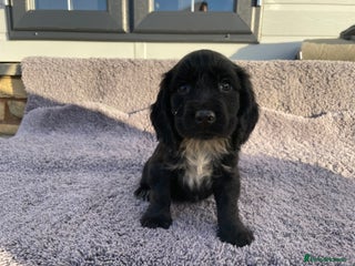 Cocker Spaniel dogs Cocker spaniel - Advert 8