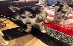 Siberian Husky dogs for sale: Last 2 beautiful girl from 7 puppy husky  - Image 7