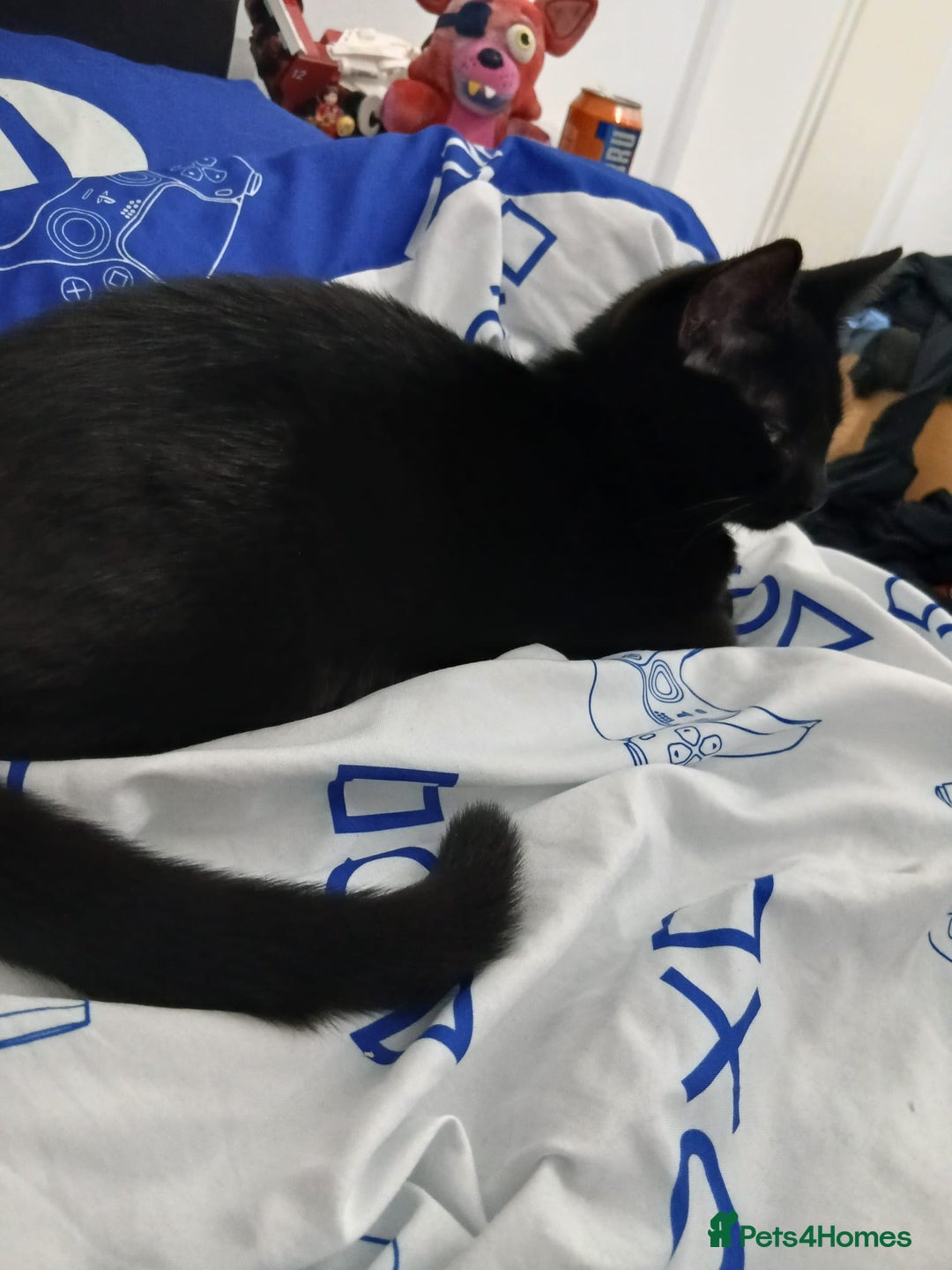 Mixed Breed cats for sale: Female Cats - Advert 2