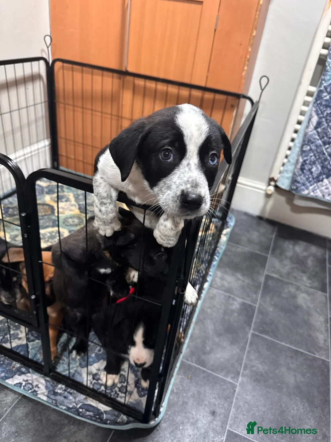 Mixed Breed dogs for sale: RARE BLUE EYE Sholly  ** tiff x Husky  - Advert 22