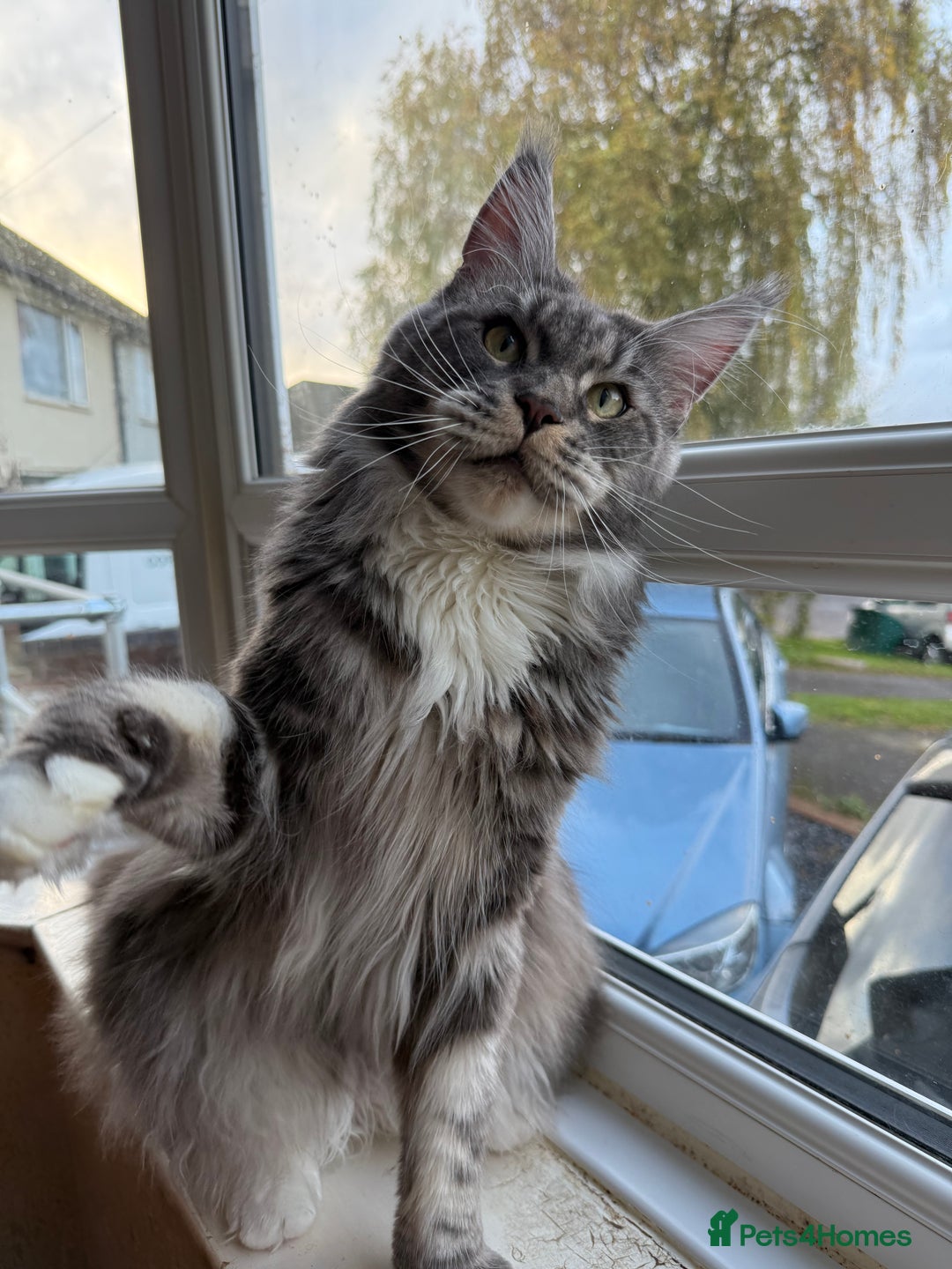 Maine Coon cats for sale: GCCF Pedigree Russian line Maine Coon - Advert 1