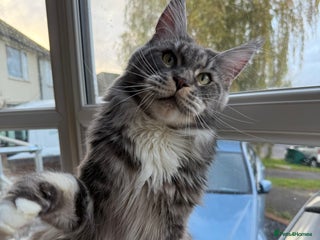 Maine Coon cats GCCF Pedigree Russian line Maine Coon - Advert 4