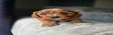 Cavapoo 4