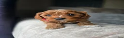 Cavapoo dogs for sale: ⭐️ F1 red toy Cavapoo puppies ⭐️ - Advert 17