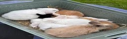 Mini Lop rabbits for sale: Pure breed Mini Lops  - Advert 24