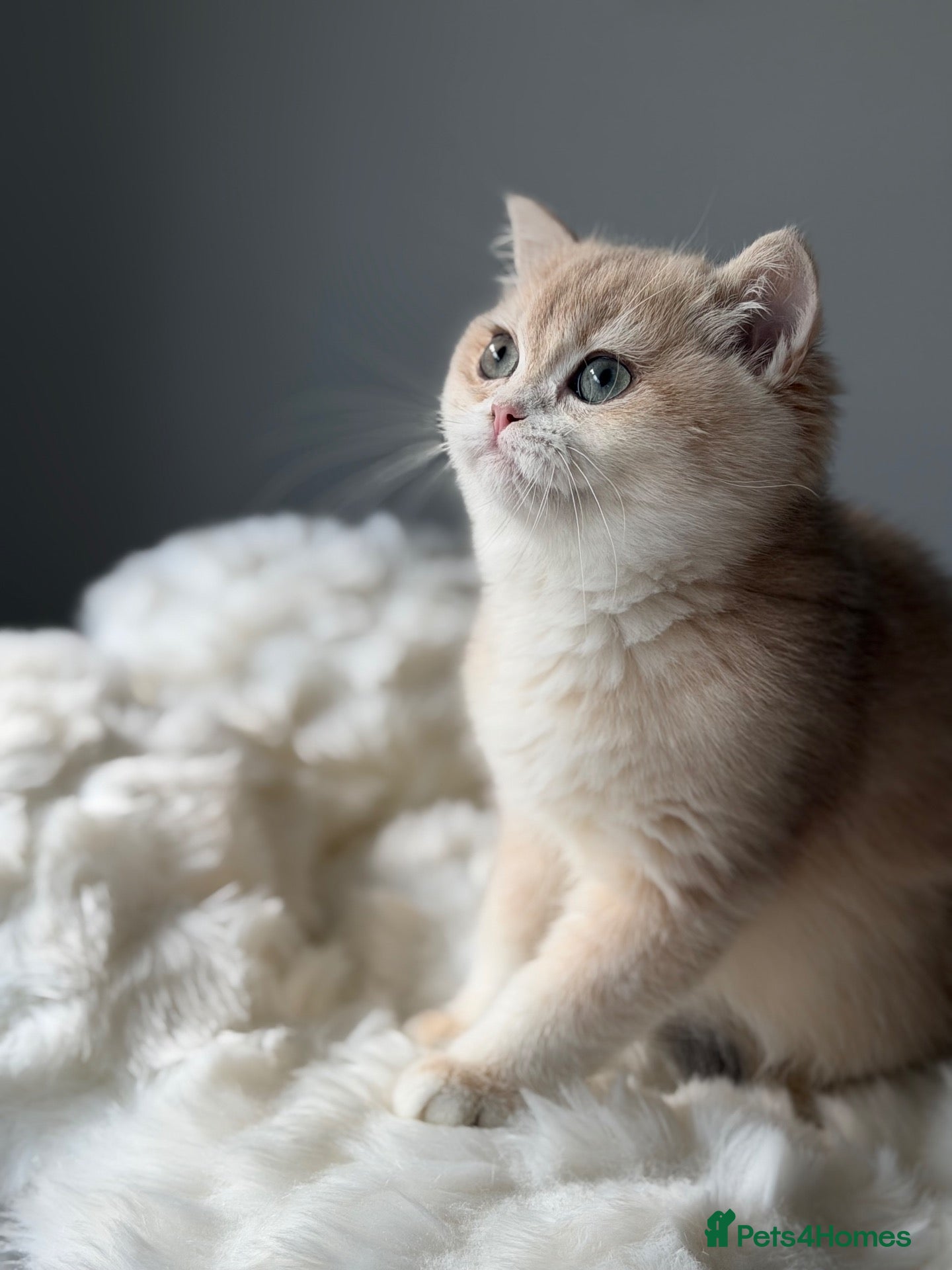 British Shorthair cats Luxury British Shorthair Lilac kitten - Advert 1