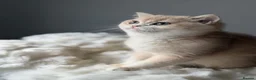 British Shorthair cats for sale: Luxury British Shorthair Lilac kitten - Advert 1