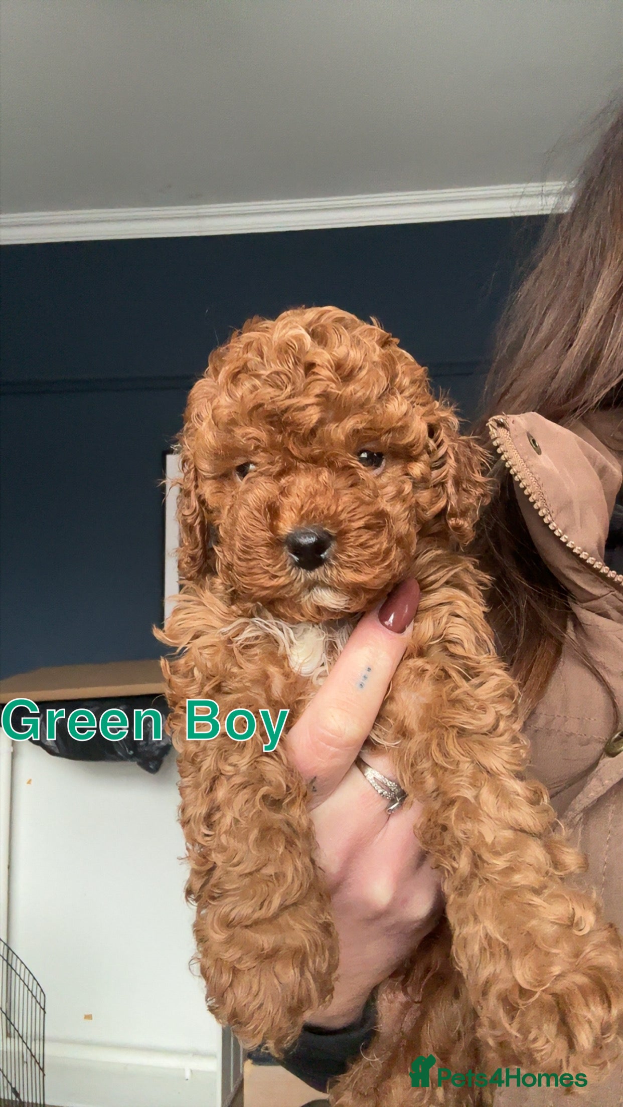 Cavapoo dogs 🐶4 BOYS REDUCED Toy Cavapoos (Health Tested)🐶 - Advert 9