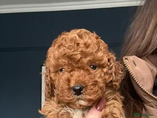 Cavapoo dogs 🐶4 BOYS REDUCED Toy Cavapoos (Health Tested)🐶 - Advert 9